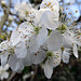 Blackthorn blossom.  Prunus spinosa