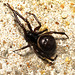 SpiderDC IMG 1369