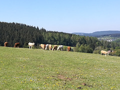 Thüringen ist doch schön - Berge, gute Luft,Wald, Vieh auf der Weide - es läd zum Wandern ein