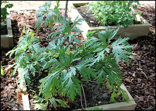 Geranium maderense Geranium maderense