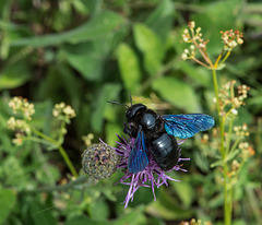 Xylocopa spec. (Holzbiene, Carpenter Bee) auf Flockenblume - 2015-07-29--D4_DSC3801