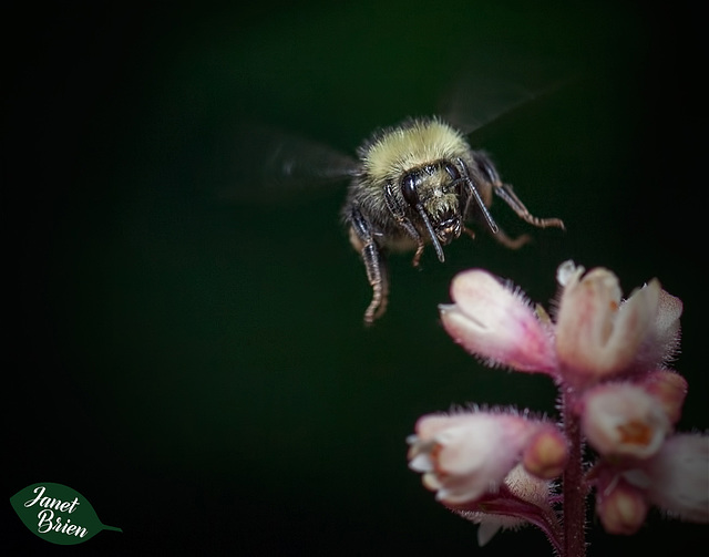 15/366: Bumble Bee in Flight