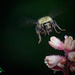 15/366: Bumble Bee in Flight