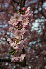 BELFORT: Fleurs de cerisiers ( Prunus serrulata ). 07