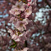 BELFORT: Fleurs de cerisiers ( Prunus serrulata ). 07