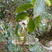 DSCN1309 - Codonanthe gracilis, Gesneriaceae