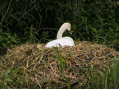 Swan Nest