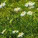 Daisies on the lawn