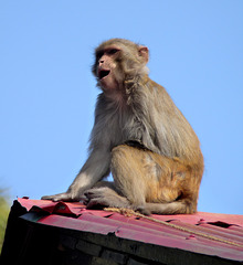 Rhesus Macaque at the Sankat Mochan Temple