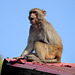 Rhesus Macaque at the Sankat Mochan Temple