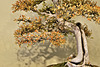 Bonsai Chinese Elm – United States National Arboretum, Washington, DC
