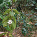 DSCN1310 - Codonanthe gracilis, Gesneriaceae