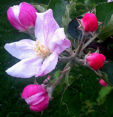 Blooming of apple