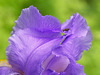 Iris Petals (with bonus fly)