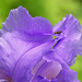 Iris Petals (with bonus fly)