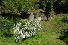 Bulgaria, Blagoevgrad, Flowering Bush and the Stone with Memorial Sign in the Park of Bachinovo
