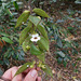 DSCN1311 - Codonanthe gracilis, Gesneriaceae