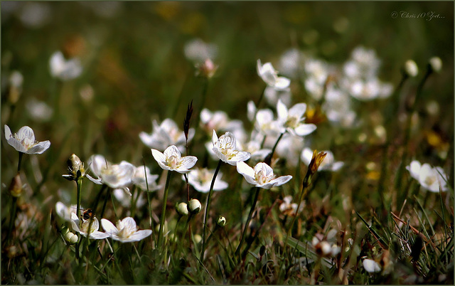 It's time for the most beautiful wild Flower I know: Parnassia palustris...