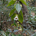 DSCN1318 - Codonanthe gracilis, Gesneriaceae