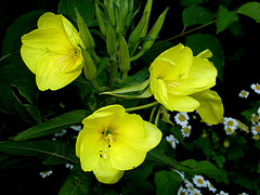 Teunisbloem (Oenothera)