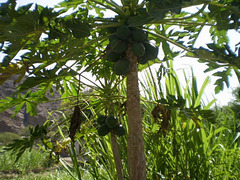 Papaya tree.