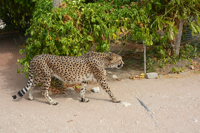 Namibia, The Cheetah in the Otjitotongwe Guest Farm