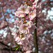 BELFORT: Fleurs de cerisiers ( Prunus serrulata ). 08