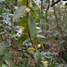 DSCN1319 - Codonanthe gracilis, Gesneriaceae