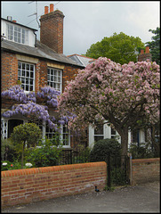 spring in Winchester Road