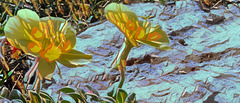 Onagraceae 358