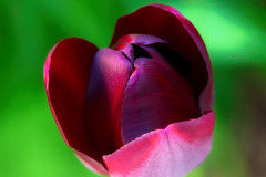 Tulpe Dark Red