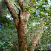 DSCN1320 - cocão Erythroxylum argentinum, Erythroxylaceae