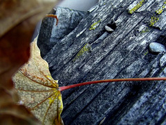 Leaf with nails