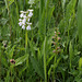 Orchis morio blanc et Coeloglossum viridis