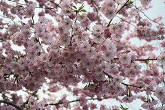 BELFORT: Fleurs de cerisiers ( Prunus serrulata ). 09