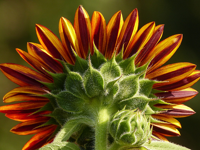 Back view of an orange Sunflower