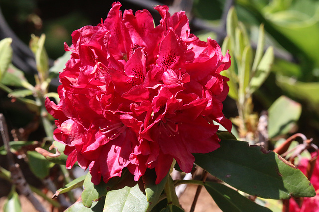 Bessie Howells Rhododendron (Explored)