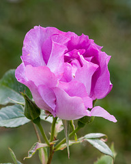 May 28: rose