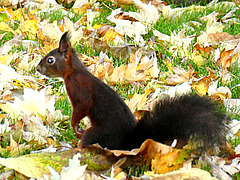 Red squirel