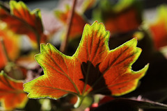 Pelargonium Vancouver Centenial  (6)