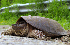 Common Snapping Turtle.