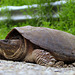 Common Snapping Turtle.