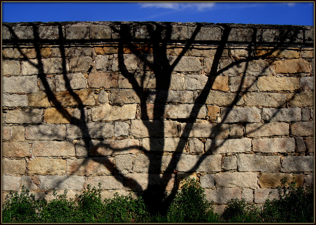 Shadow tree espalier