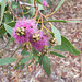 Eucalyptus albopurpurea