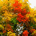 Colors of autumn leaves