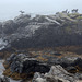 Cormorants in fog