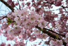 BELFORT: Fleurs de cerisiers ( Prunus serrulata ). 10
