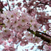 BELFORT: Fleurs de cerisiers ( Prunus serrulata ). 10