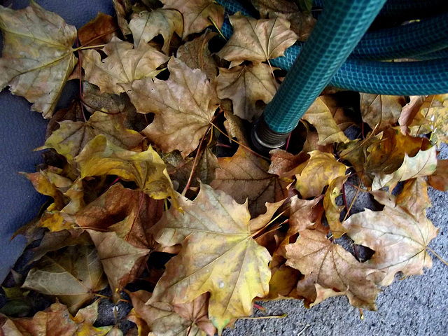 Hose with leaves