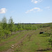 Young trees planted above Oak Farm Quarry (Clay Pit), looking towards Sedgley